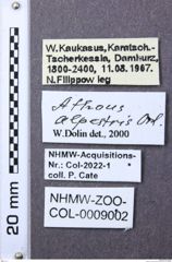 Etiketten zu Athous alpestris (NHMW-ZOO-COL-0009002)